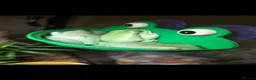 Frog reptiles for sale: White's tree frogs in Birkenhead - Advert 3