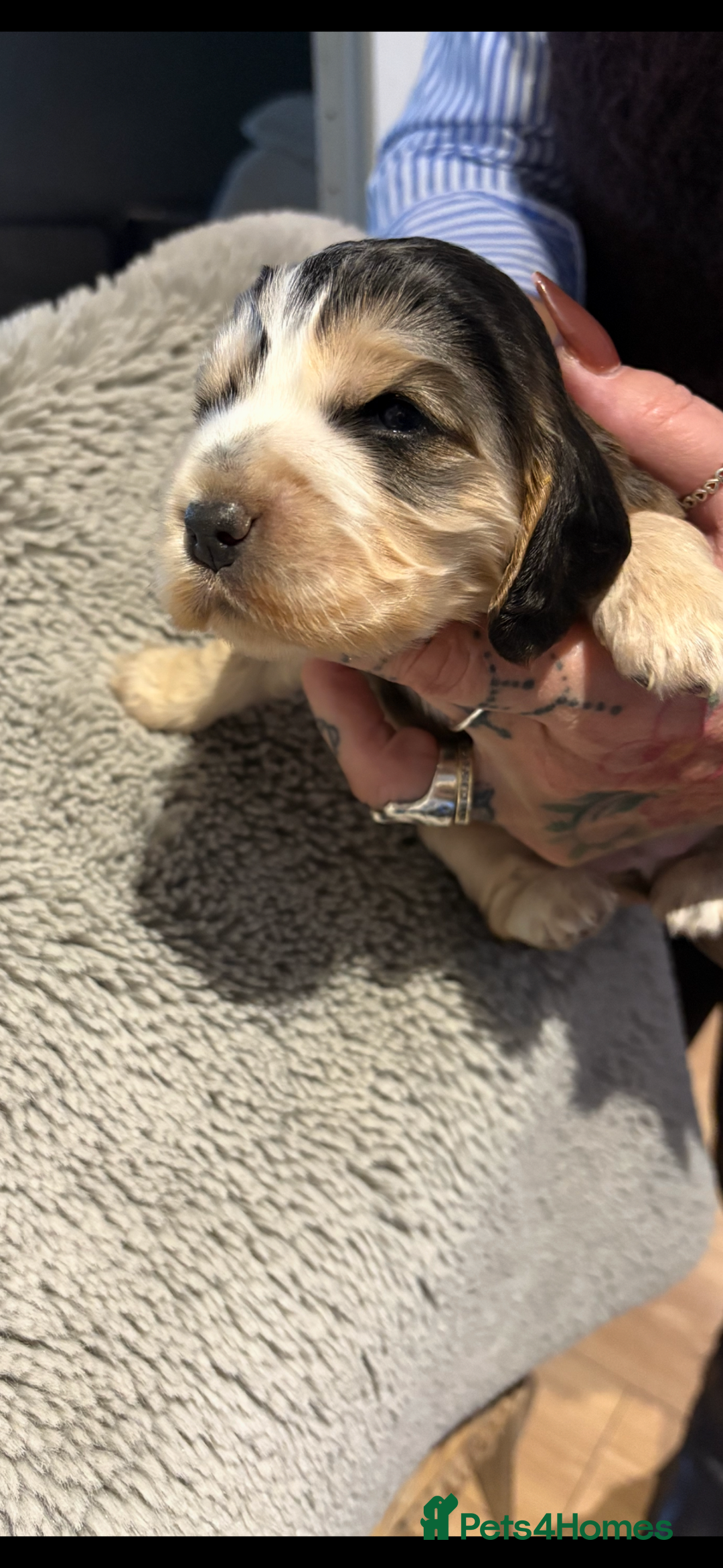 Cocker Spaniel dogs for sale: Stunning kc registered show cocker spaniels  - Advert 5