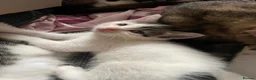 Domestic Shorthair cats for sale: Beautiful playful loving kittens  - Advert 7