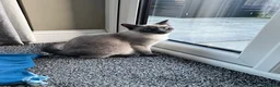 Ragamese cats for sale: Brother ragamese kittens (ragdoll/siamese) - Advert 5
