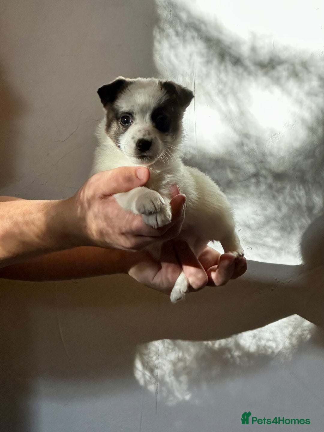 Jack Russell dogs for sale: Superb KC Reg’d Jack Russell Terrier DNA CLEAR - Advert 10