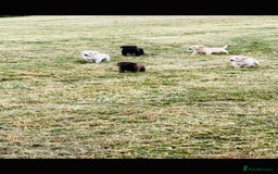 Labrador Retriever dogs for sale: Pedigree Labrador Puppies  - Image 9