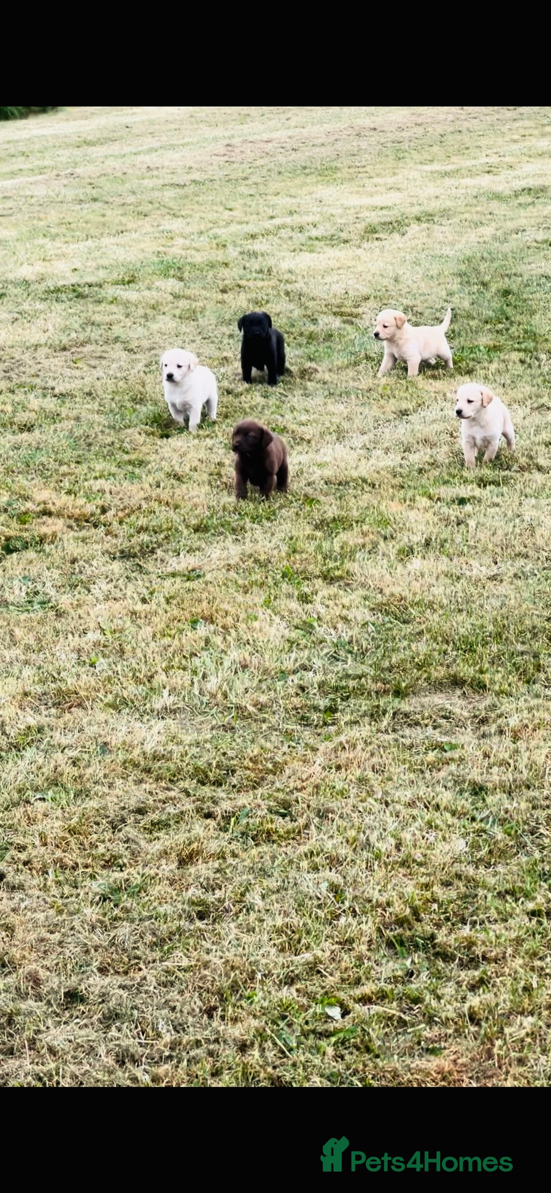 Labrador Retriever dogs for sale: Pedigree Labrador Puppies  - Image 9