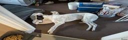 Greyhound dogs for sale: Beautiful rescue Greyhound. - Advert 2