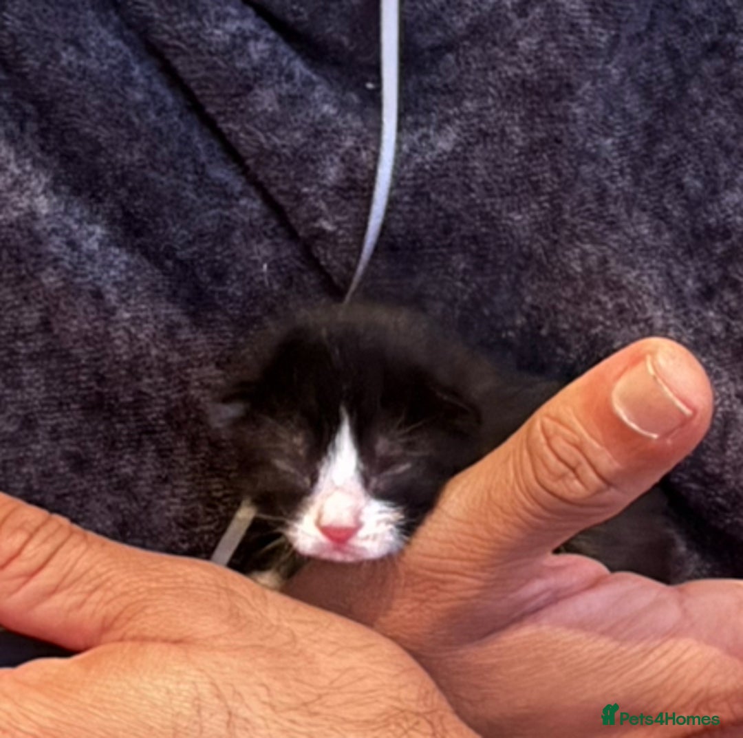 Mixed Breed cats for sale: 4 Lovely Kittens Almost Ready For Adoption - Advert 8