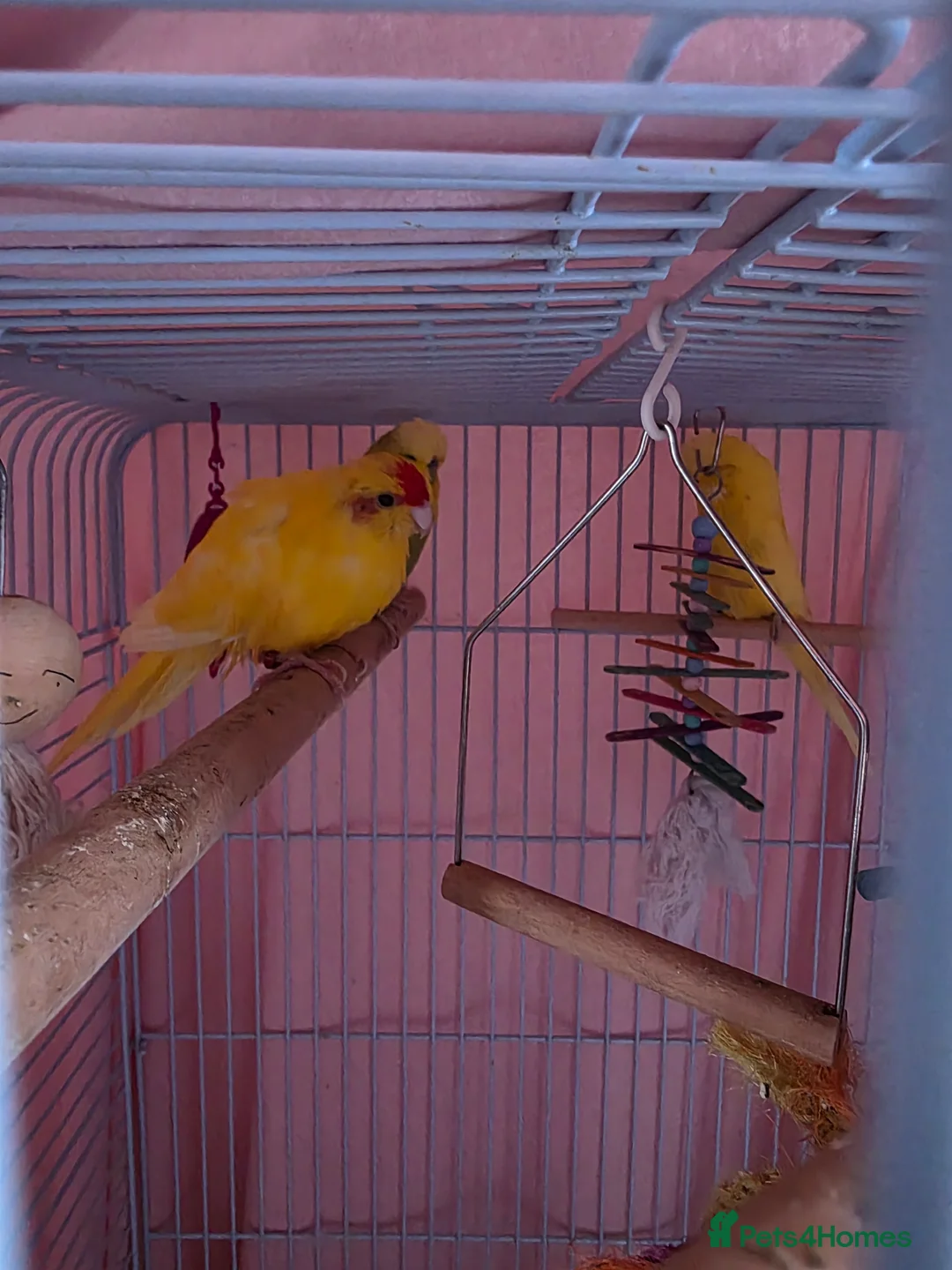 Budgerigars birds for sale: 2 budgies and 1 kakariki in Swadlincote - Advert 1
