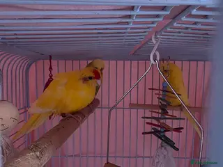 Budgerigars birds 2 budgies and 1 kakariki in Swadlincote - Advert 5