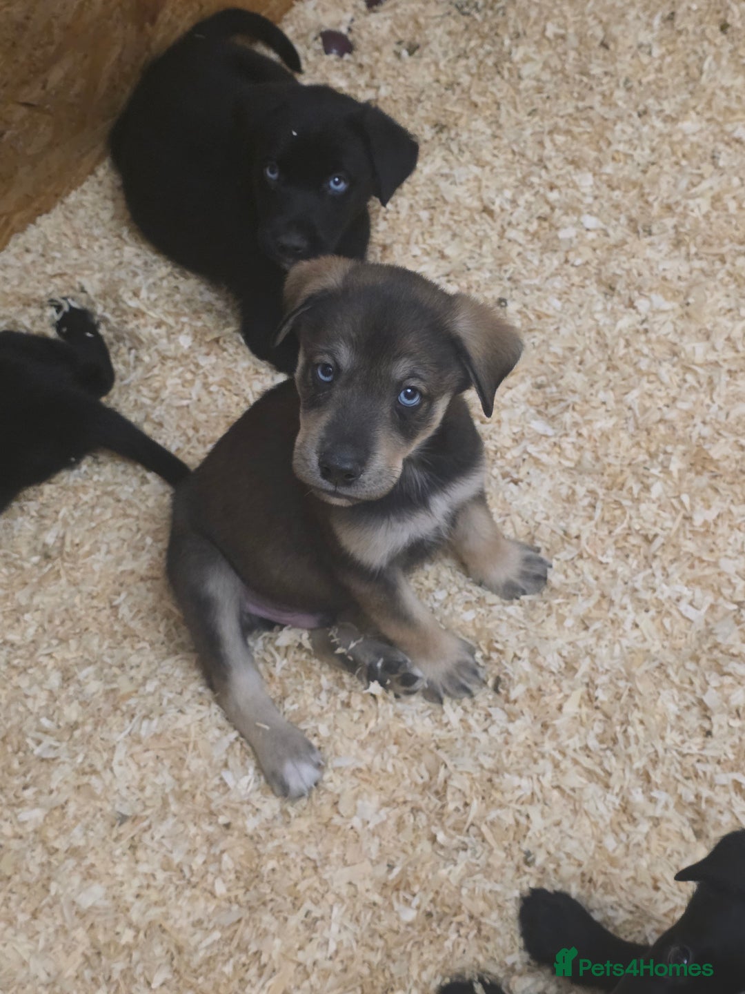 Mixed Breed dogs for sale: STUNNING RED FOX LABRADOR X SPECIAL SIBERIAN HUSKY - Advert 10