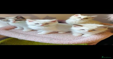 Ragdoll cats - Advert 4