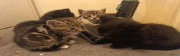 Mixed Breed cats for sale: Kittens for sale  in Wrexham - Advert 21
