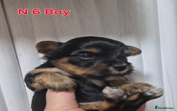 Biewer Terrier dogs for sale: Biewier terrier  - Image 18