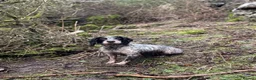 Cocker Spaniel dogs for sale: Roan-Health Tested-FTW sire-KC reg Working cockers - Advert 7