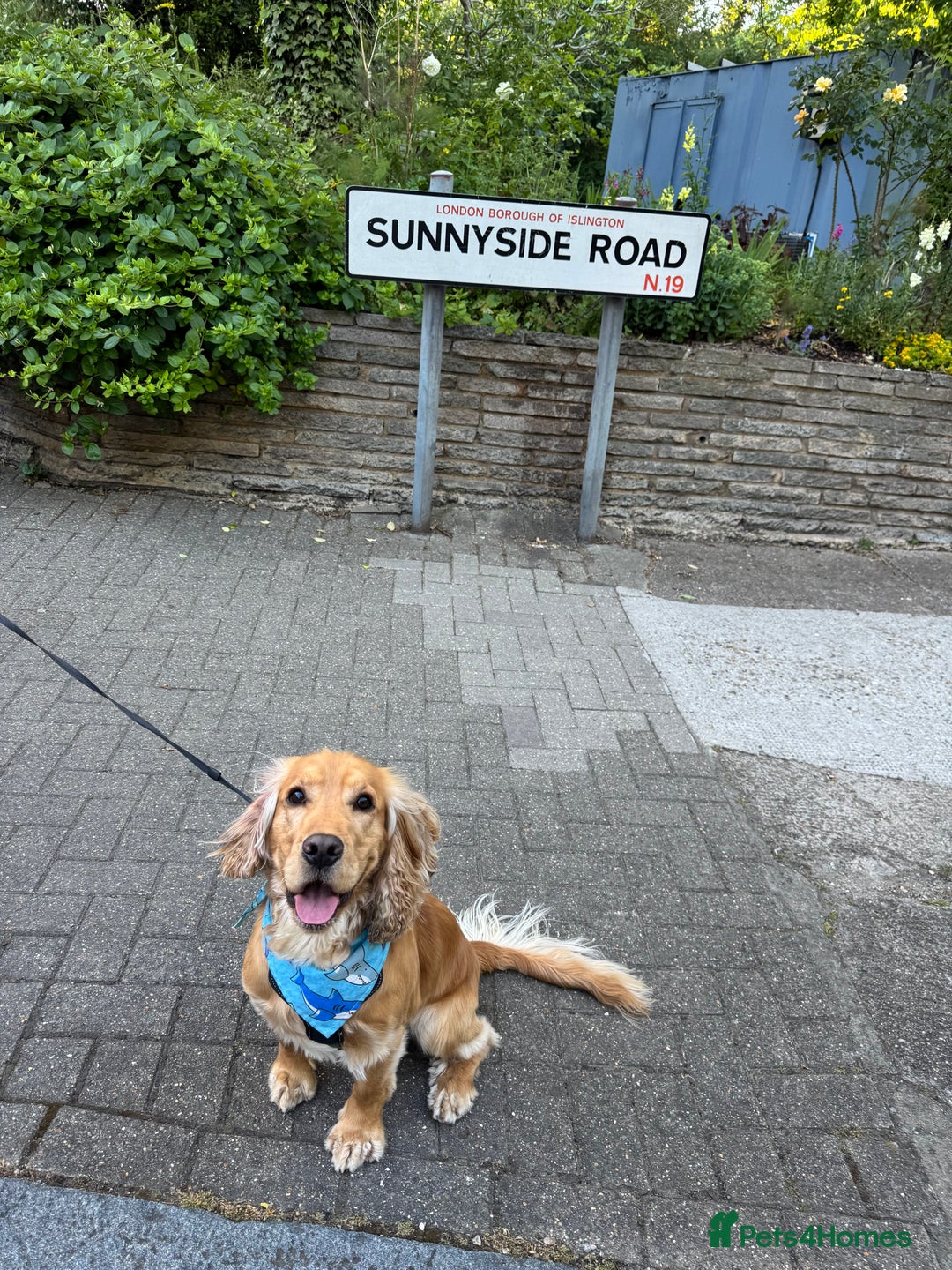Cocker Spaniel dogs for sale: Sunny-Working Cocker Spaniel - Image 8