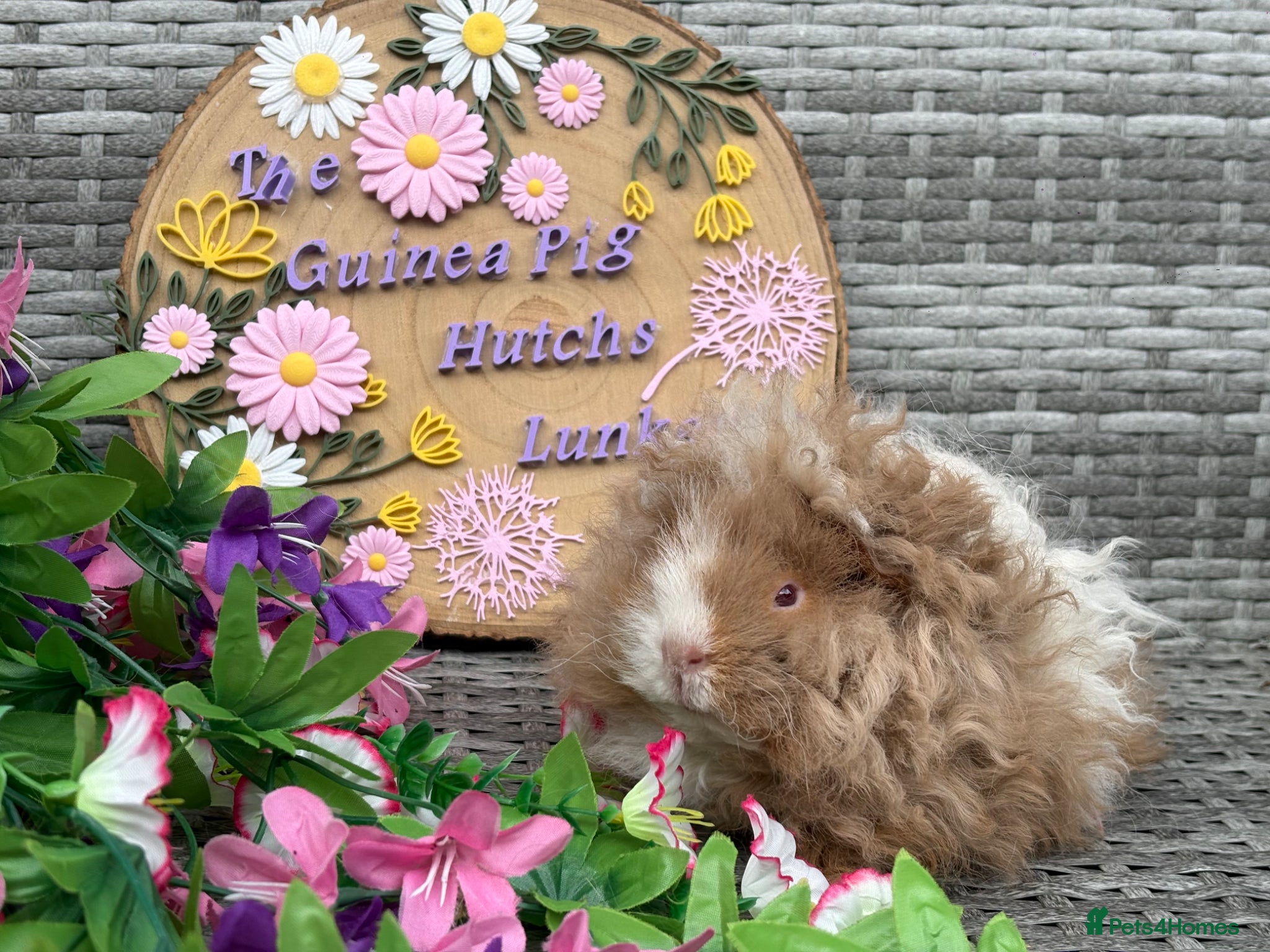 Guinea Pig rodents Purebred Lunkarya - Advert 1