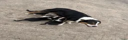Border Collie dogs for sale: Border collie  in Bathgate - Advert 1