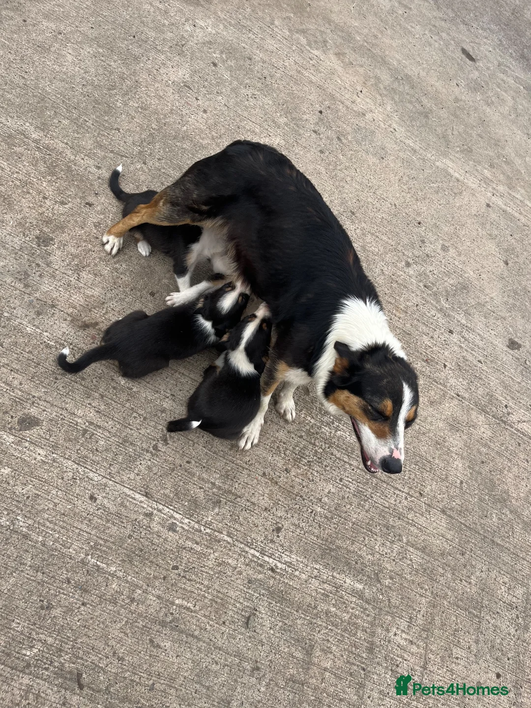 Border Collie dogs for sale: Border collie  in Bathgate - Advert 1