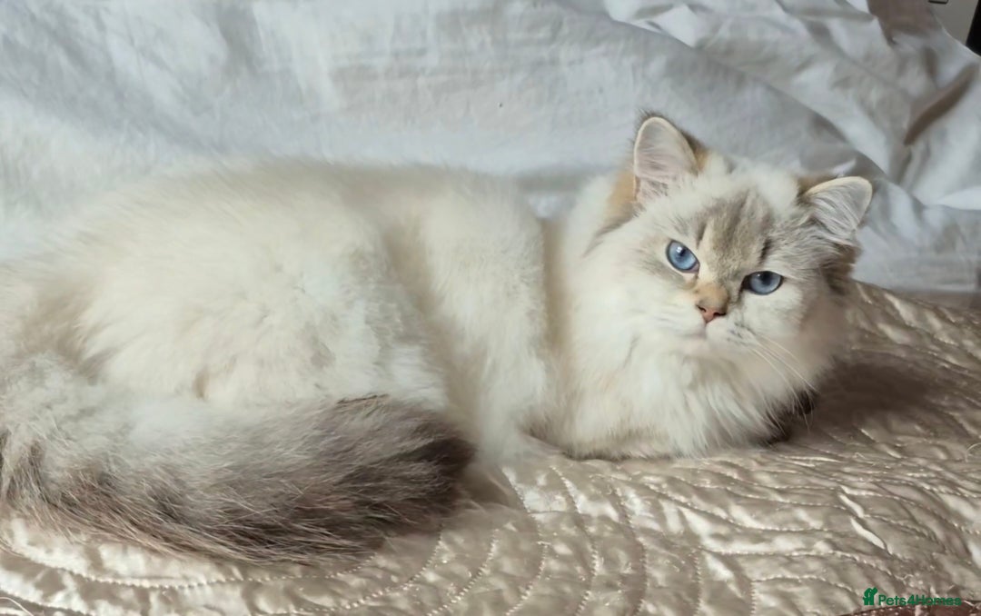 British Shorthair cats for sale: Exceptional BSH& BLH blue golden shaded Ny11 💖 - Advert 7