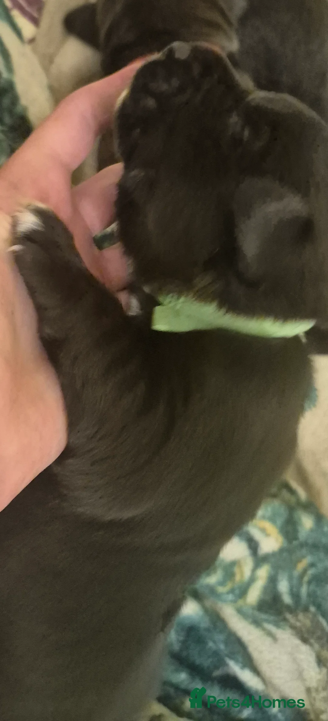 Borador dogs for sale: Lablador / border collie puppies - Advert 6