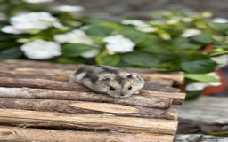 Hamster rodents for sale: Beautiful baby hamsters. Russian Dwarf and Syrian - Image 13