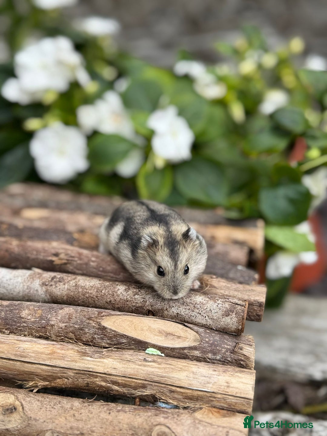 Hamster rodents for sale: Beautiful baby hamsters. Russian Dwarf and Syrian - Image 13