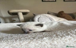 Ragdoll cats for sale: Half Ragdoll Kittens - Image 17