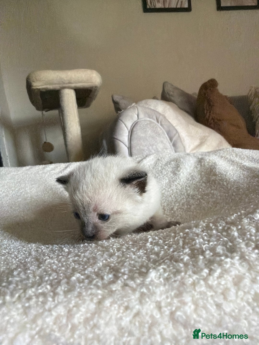 Ragdoll cats for sale: Half Ragdoll Kittens - Image 17