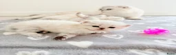 Scottish Fold cats for sale: Four kittens looking for a loving home - Advert 7