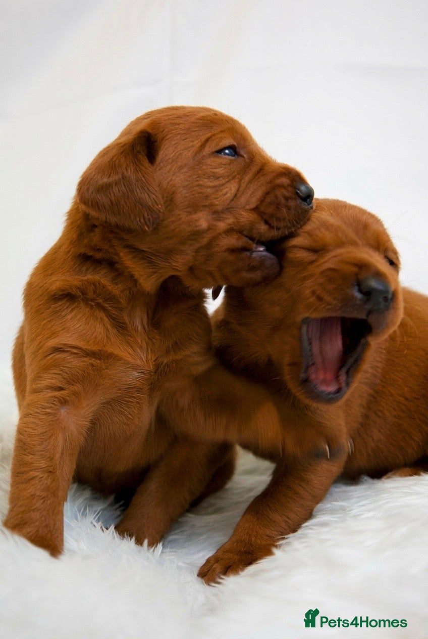 Labrador Retriever dogs Outstanding fully health tested fox reds  - Advert 1