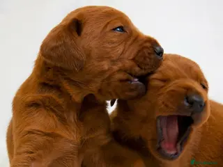Labrador Retriever dogs for sale: Outstanding fully health tested fox reds - Advert 2