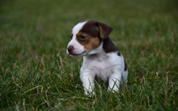 Jack Russell dogs for sale: Jack Russel puppies for sale  - Image 17