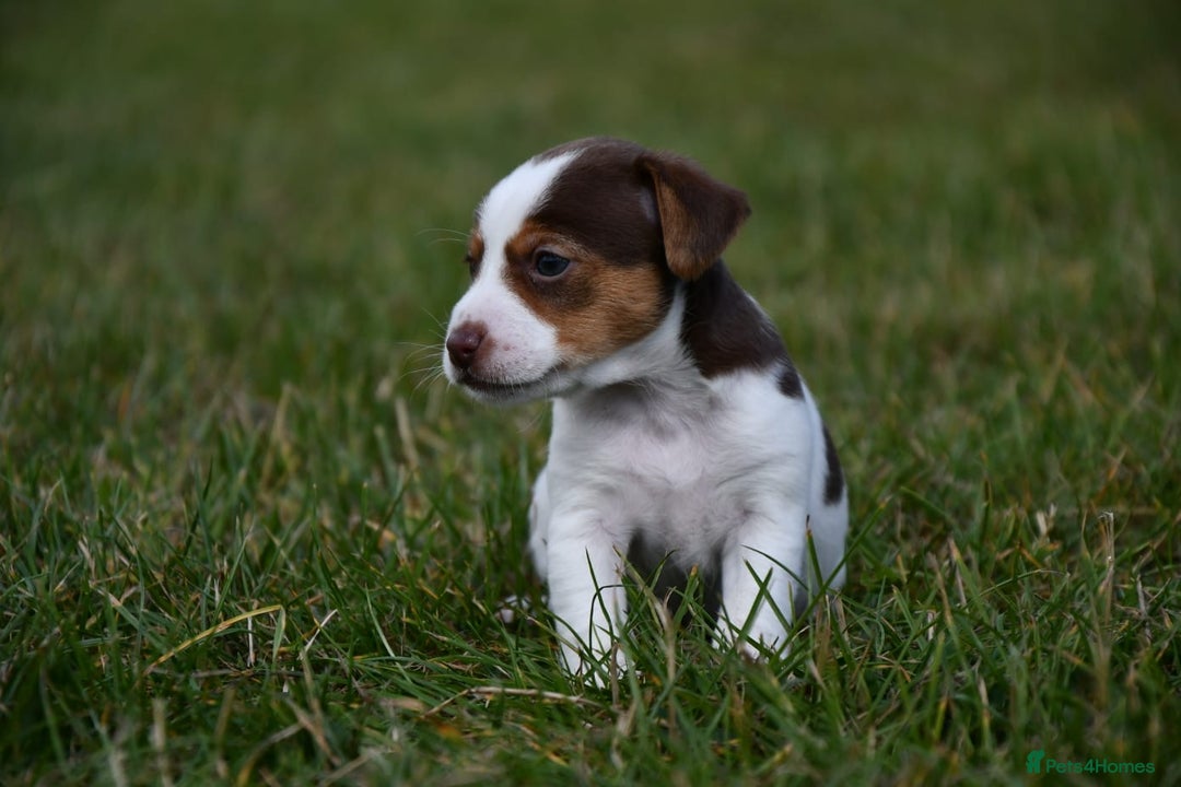 Jack Russell dogs for sale: Jack Russel puppies for sale  - Image 17