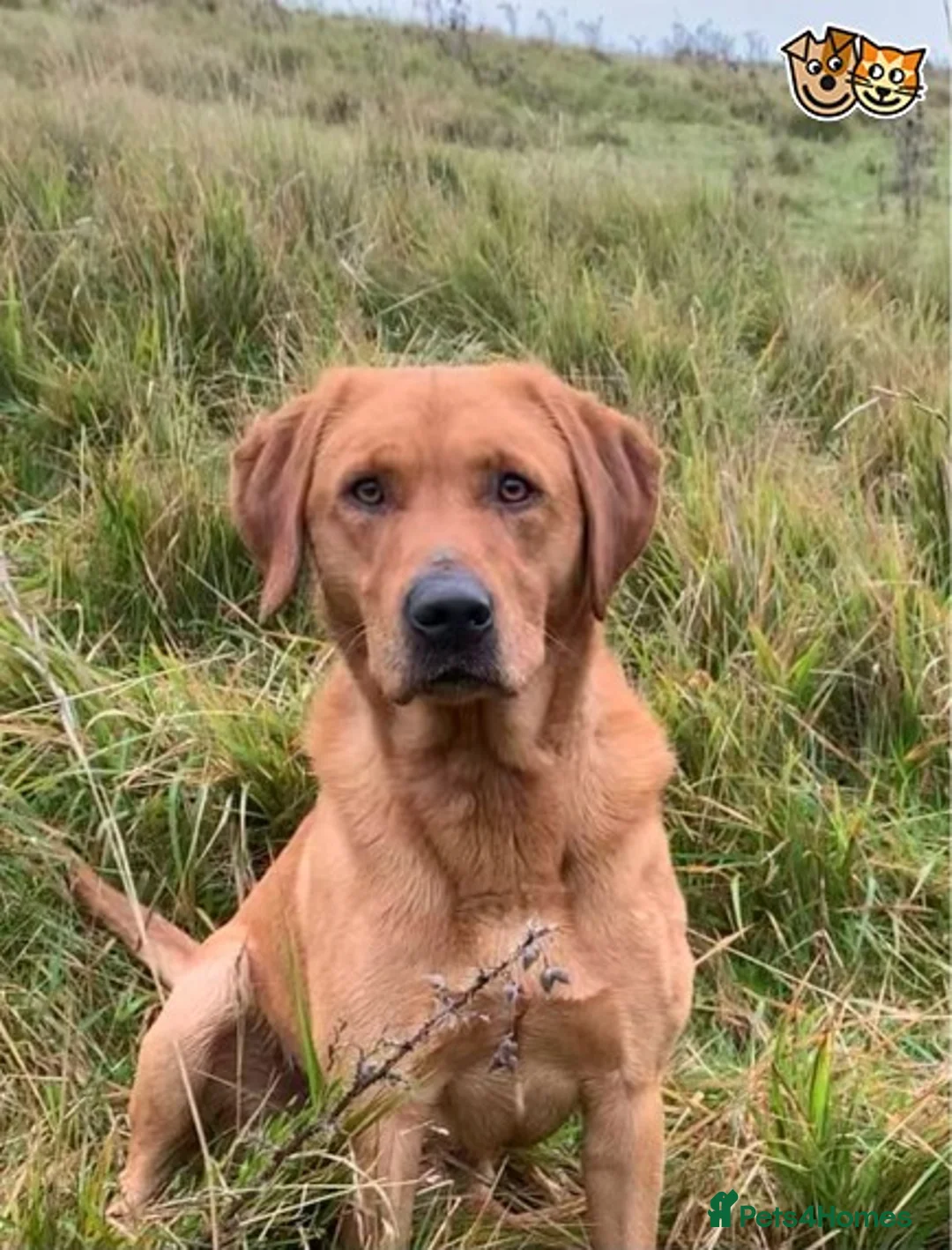 Labrador Retriever dogs for stud: Fully health tested Fox Red Labrador For Stud in Tewkesbury - Advert 3