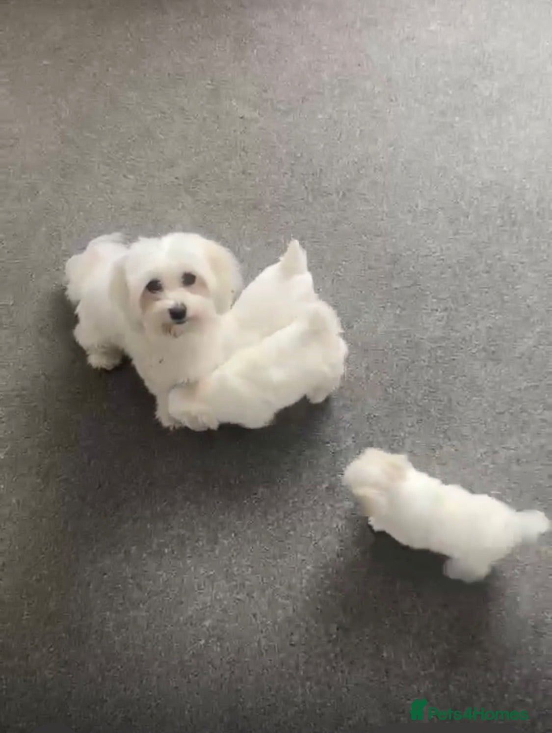 Maltese dogs lovely maltese puppy’s  - Advert 17