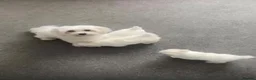 Maltese dogs for sale: lovely maltese puppy’s  - Advert 1