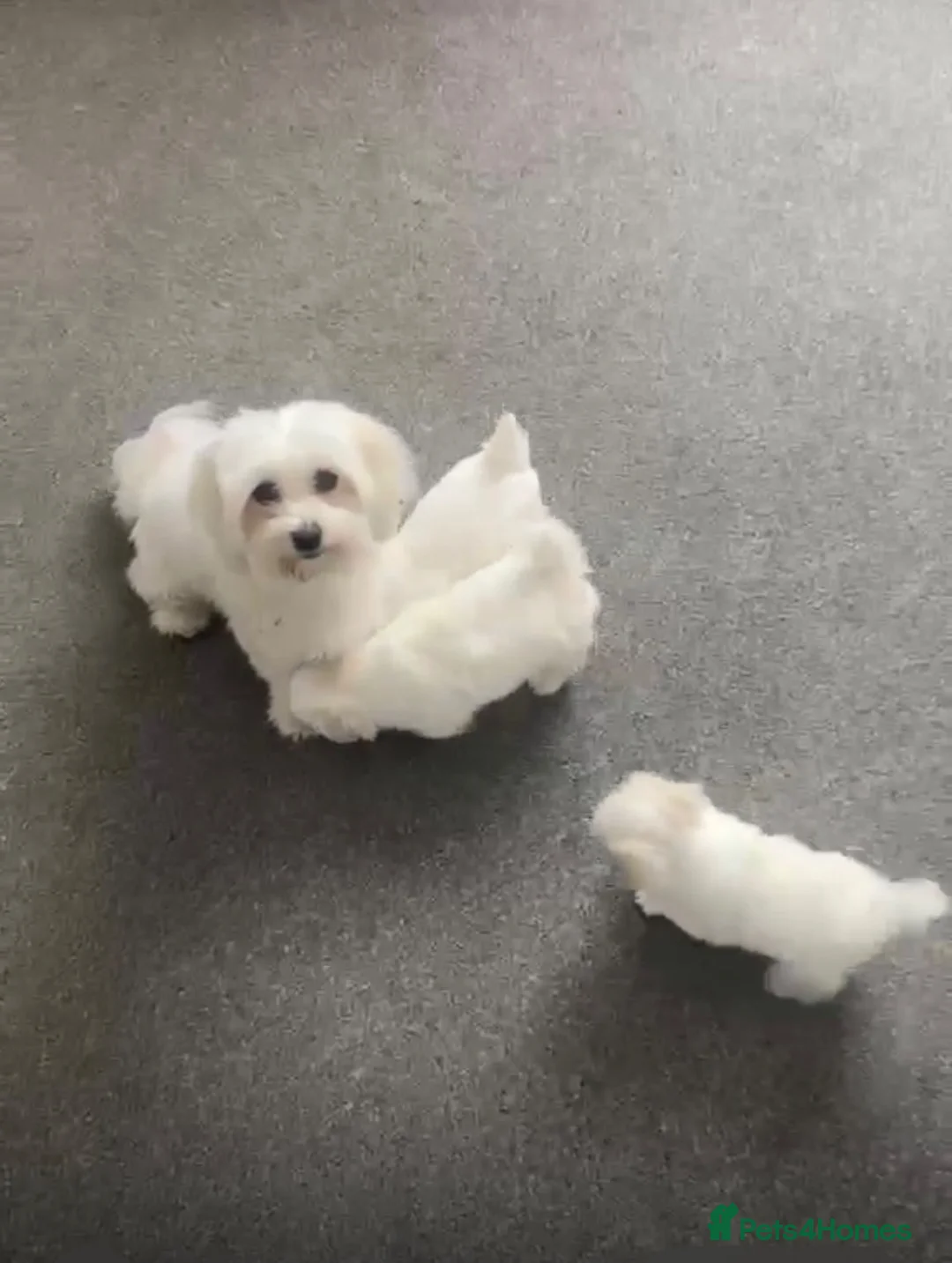 Maltese dogs for sale: lovely maltese puppy’s  - Advert 1