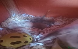 Mini Lop rabbits for sale: Mini lops (kits) - Image 2