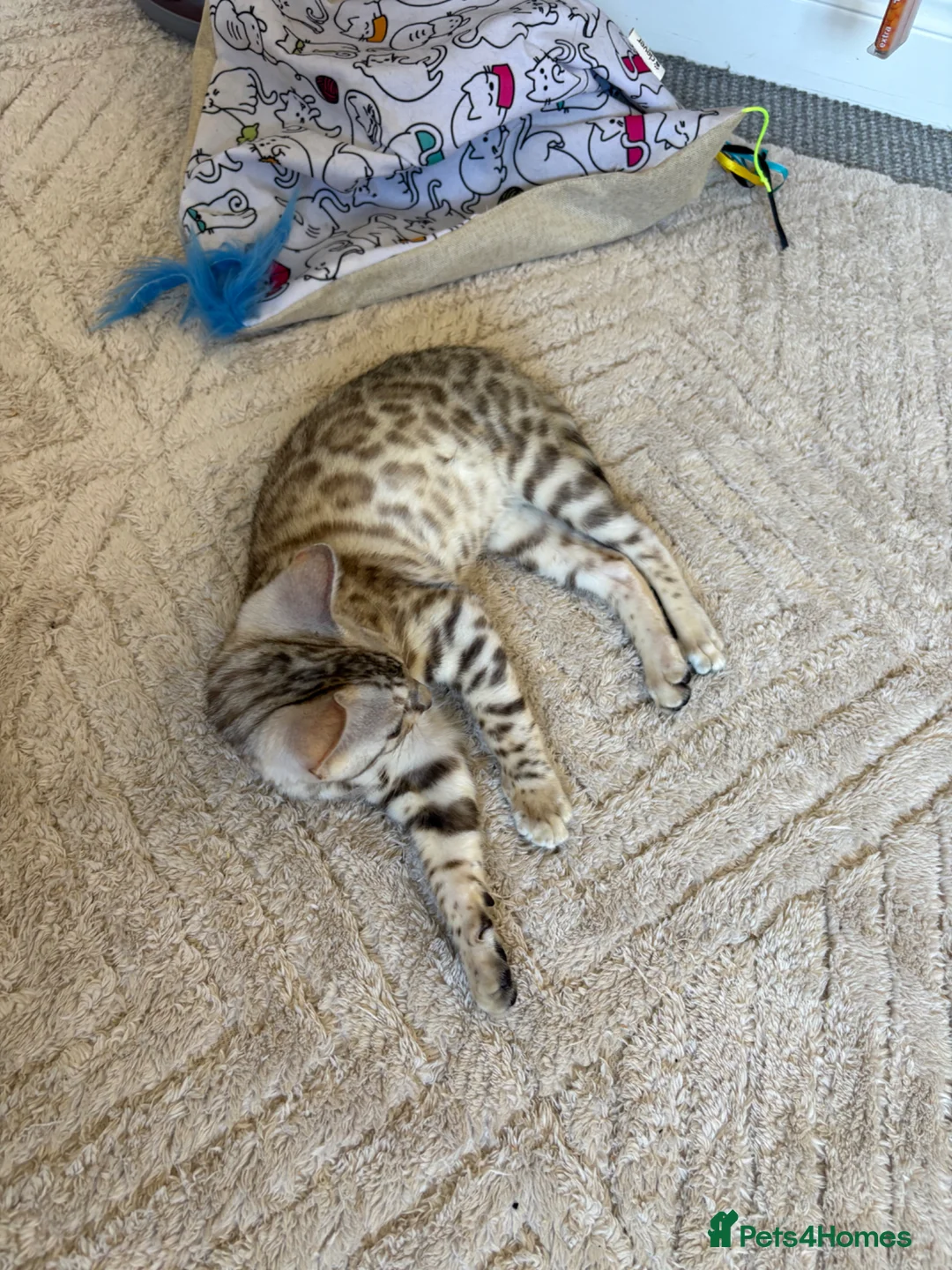 Bengal cats for stud: Snow bengal STUD - Advert 2