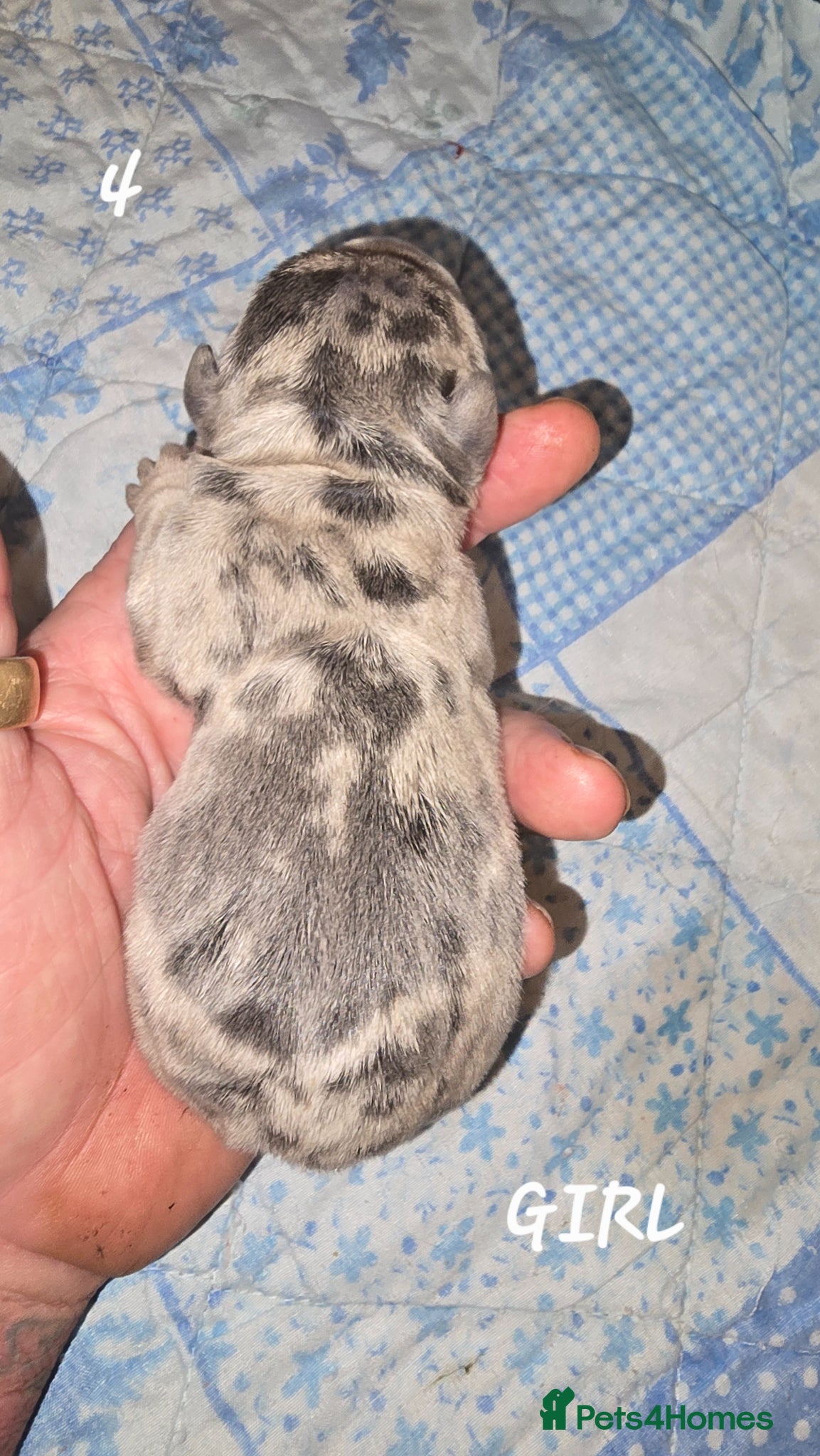 French Bulldog dogs FRENCH BULLDOG  - Advert 1