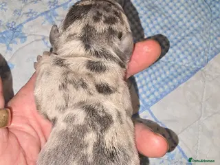 French Bulldog dogs FRENCH BULLDOG - Advert 1