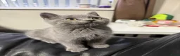 British Shorthair cats for sale: Male British Short Hair - 10 weeks in West Bromwich - Advert 3