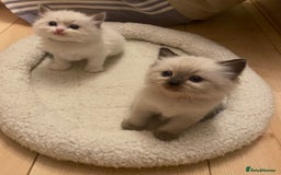 Ragdoll cats for sale: GCCF Seal point and bi colour Ragdoll Kittens - Image 9