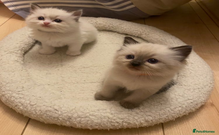 Ragdoll cats - Advert 2