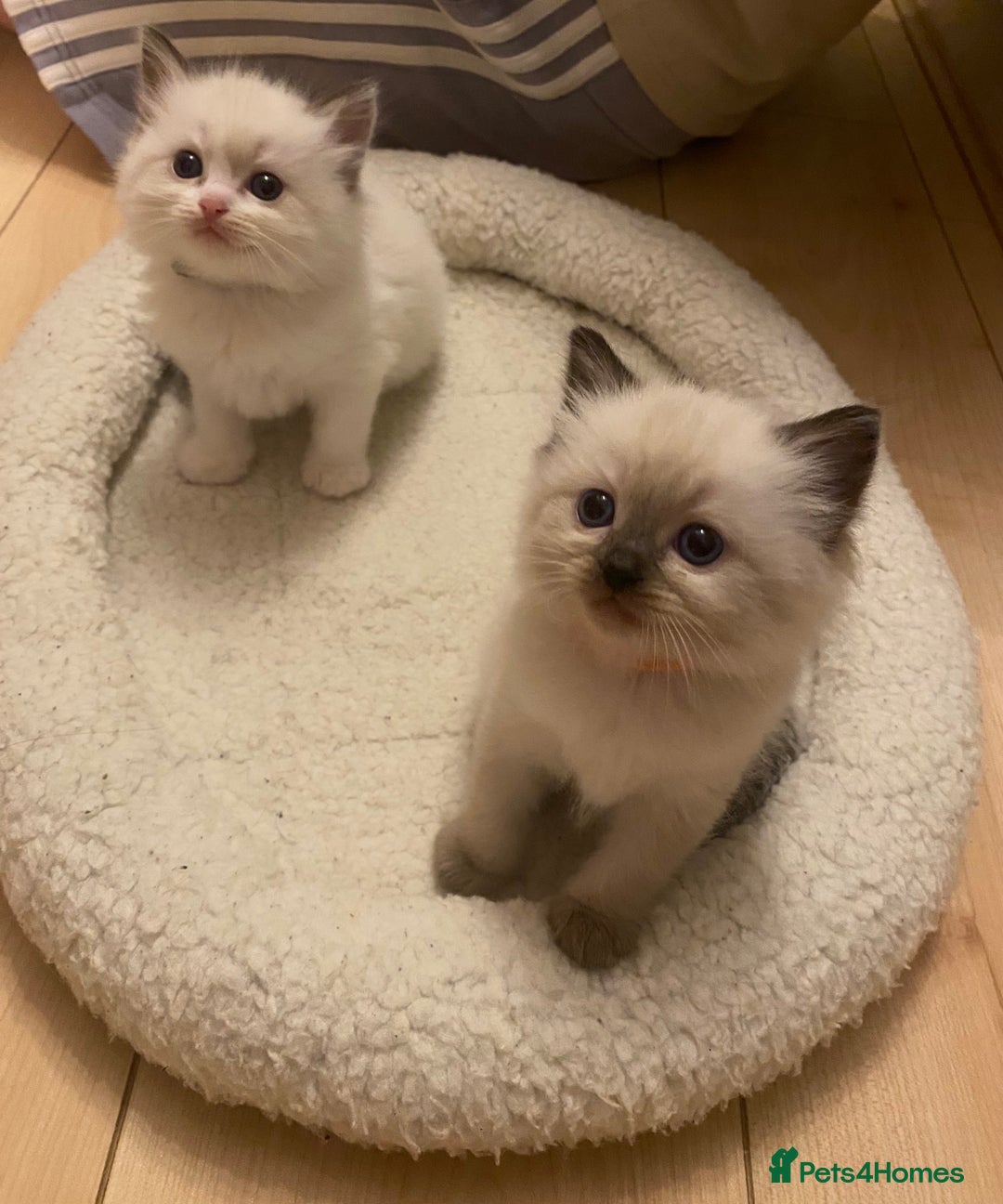 Ragdoll cats for sale: GCCF Seal point and bi colour Ragdoll Kittens - Image 9