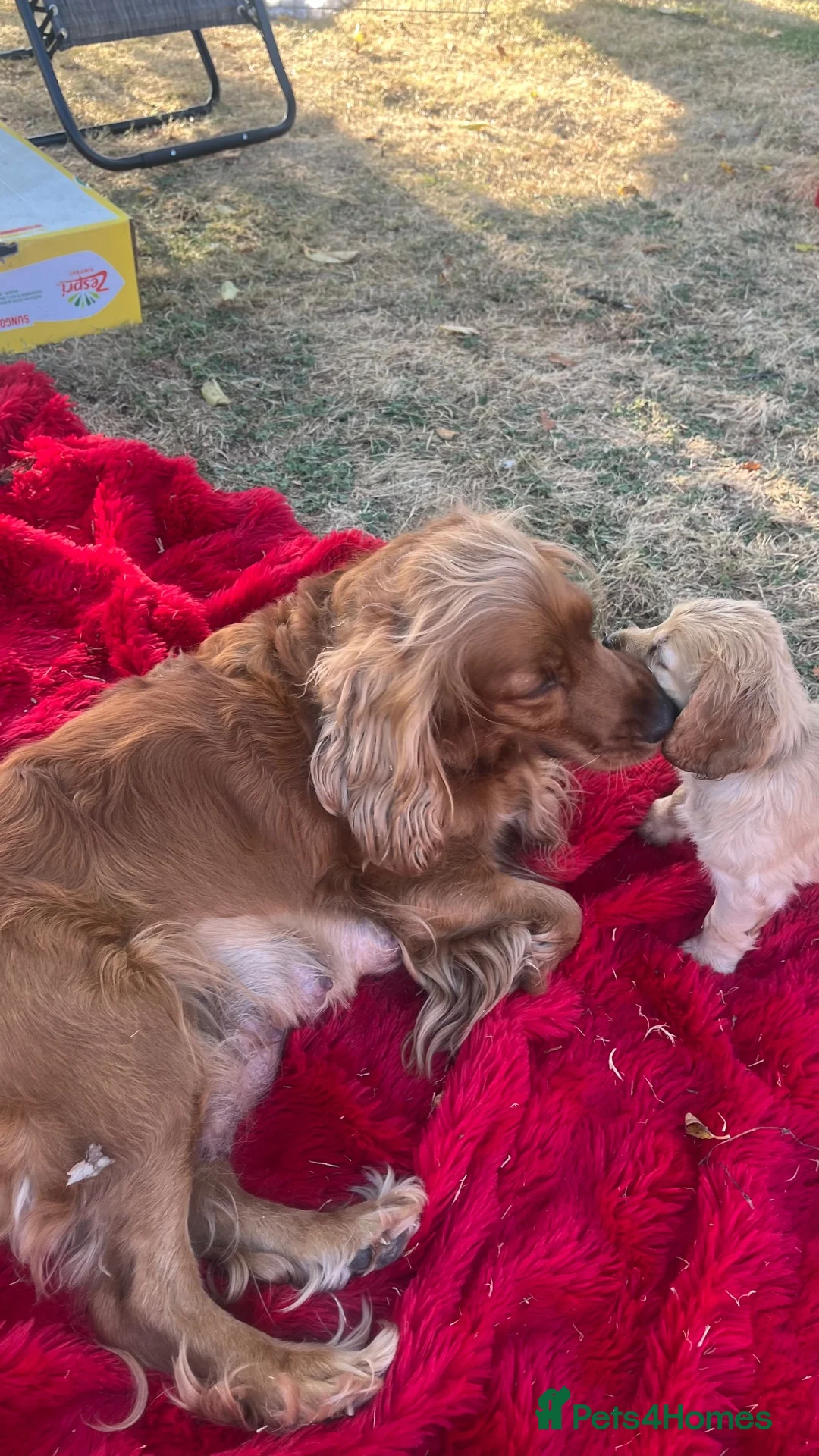 Cocker Spaniel dogs for sale: cocker spaniel - Advert 2