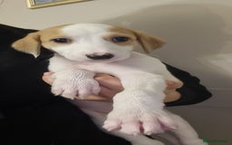 Mixed Breed dogs for sale: 7 stunning saluki lurchers puppies 5*amazing homes - Image 6