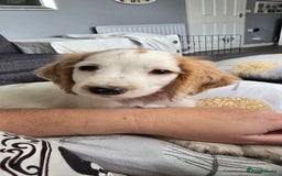 Cocker Spaniel dogs for sale: 15 week Cocker Spaniel Puppy female  - Image 2