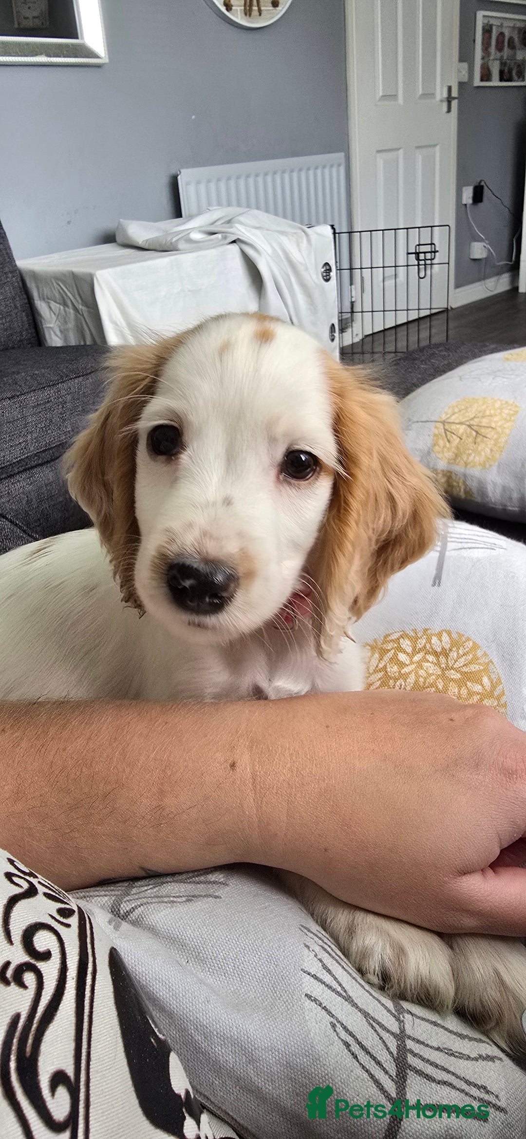 Cocker Spaniel dogs for sale: 15 week Cocker Spaniel Puppy female  - Image 2