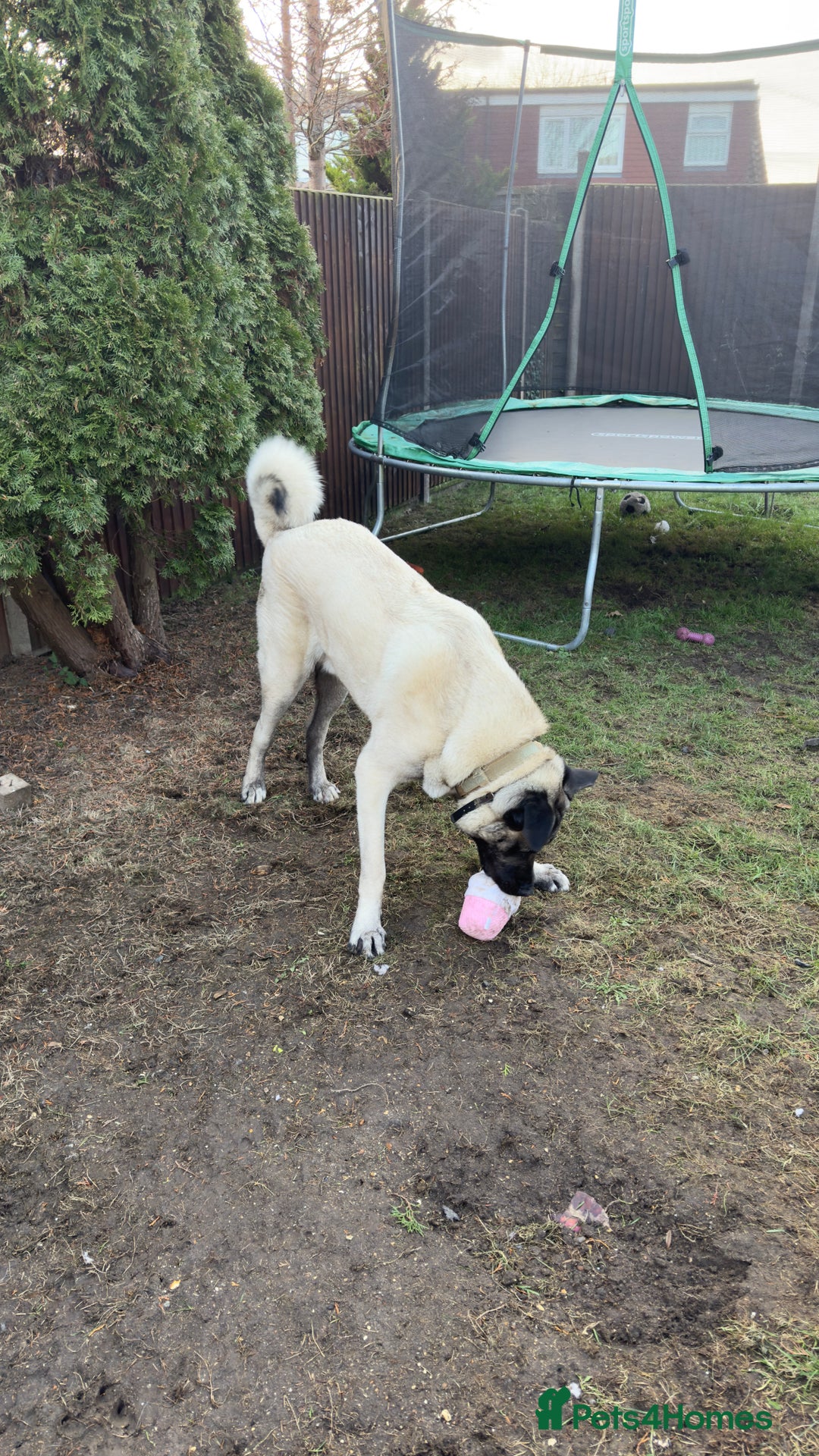 Turkish Kangal dogs for sale: Turkish kangal - Advert 7