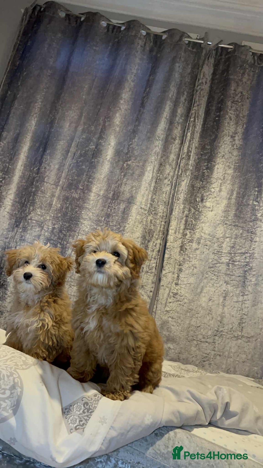 Poochon dogs for sale: 2 Male Poochon looking for loving home - Image 1