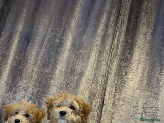 Poochon dogs - Advert 4